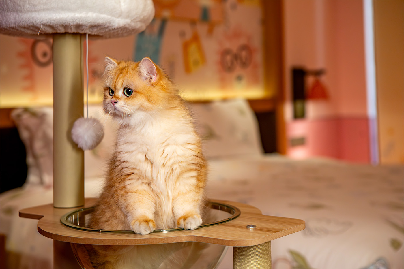 pet room
